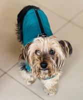 Adopt Charming Senior Yorkshire Terrier in Edgemead, Cape Town: Buttons (#1360)