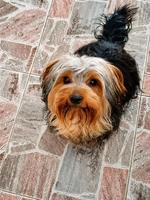 Alfie (#1369)