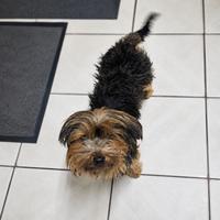 Bella (#1384)