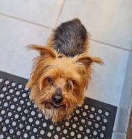 Benji (#1358)