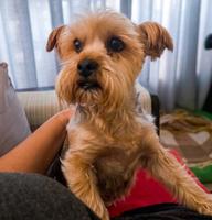 Benji
