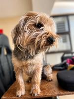 Bo (#1390)