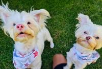 Bonded Pair, Mature Female (#1328)