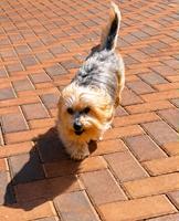 Brandy (#1374)