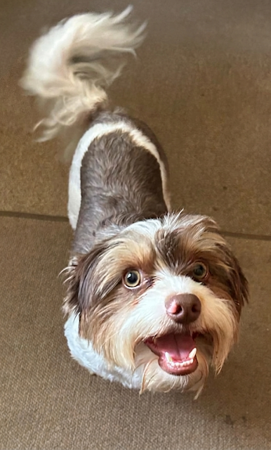Buddy
