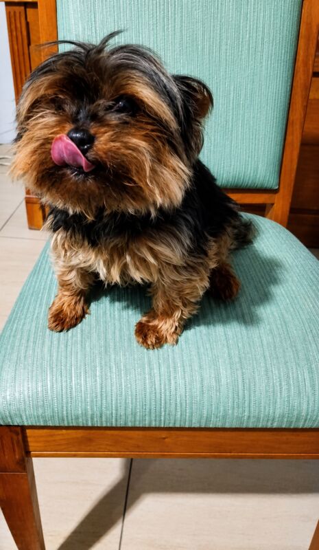 Yorkshire Terrier during a calm, focused moment