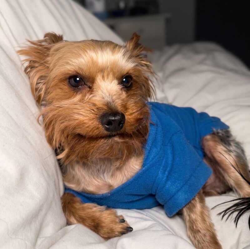 Rescued Yorkshire Terrier resting comfortably in a foster home