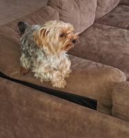 Lexi (#1358)