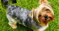 Maizie (#1381)