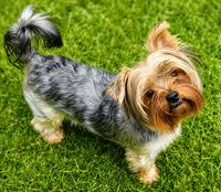Maizie (#1381)
