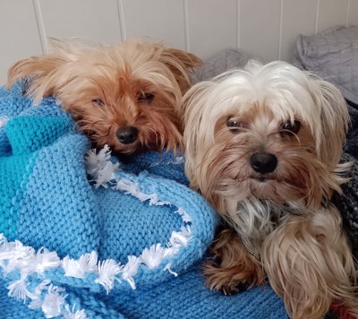 Two Yorkshire Terriers settled together in a loving home