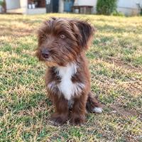 Millie (#1419)