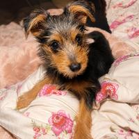 Molly (#1372)