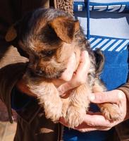 Yorkie Cross Puppies (2 boys)