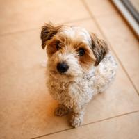 Scruffy (#1366)