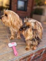 Taffy, Missy (#1423)