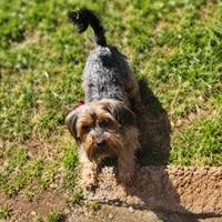 Wollie (#1379)