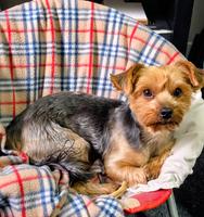 Yorkies Mila, Charlie (#1326)